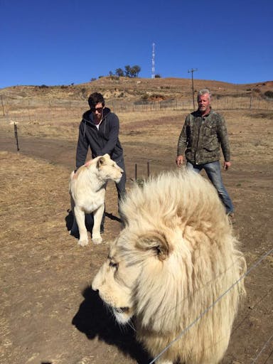 Petting lion in South Africa